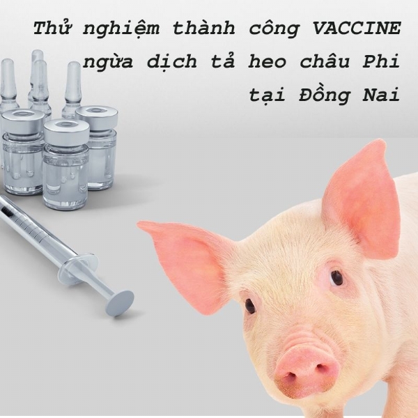 Thử nghiệm thành công vac xin dịch tả heo Châu Phi tại Đồng Nai