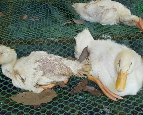Bệnh cầu trùng ở gà và thuốc đặc trị bệnh cầu trùng ở gà