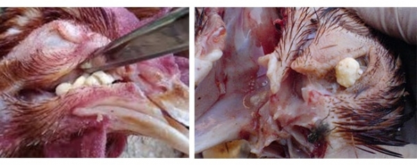 Bênh Coryza hay còn gọi Bệnh sổ mũi truyền nhiễm (Coryza) trên gà