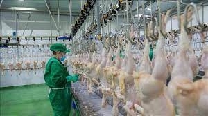 Nhà máy giết mổ gia cầm tự động hiện đại nhất tại Việt Nam