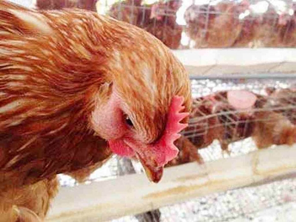 Bệnh sưng phù đầu trên gà do APV (Avian pneumovirus) gây ra