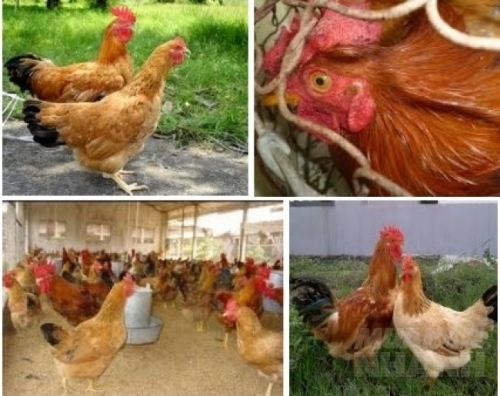 Kỹ thuật nuôi gà tàu vàng