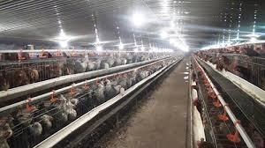 Công Nghệ chăn nuôi gà hiện đại nhất thế giới