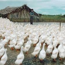 Kỷ thuật nuôi vịt thịt theo phương pháp công nghiệp