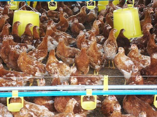 Kỹ thuật nuôi bò vỗ béo
