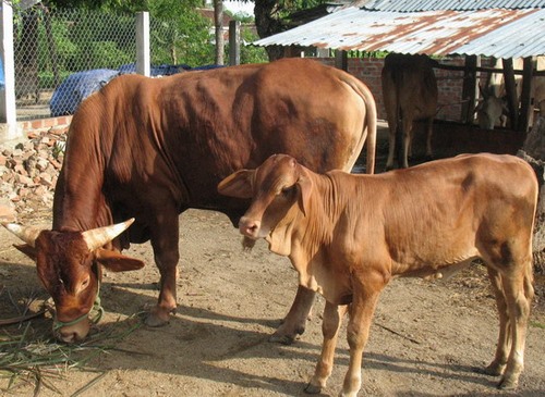 Kỹ thuật nuôi gà đá
