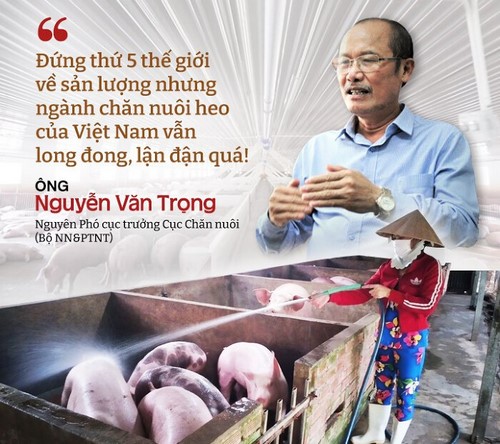 Nhìn lại ngành chăn nuôi heo trong 10 năm qua: Sóng gió bủa vây
