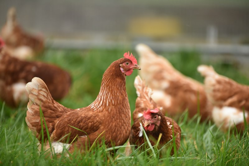 Giới thiệu 3 loại thuốc cho gà ăn nhiều, tăng trọng nhanh